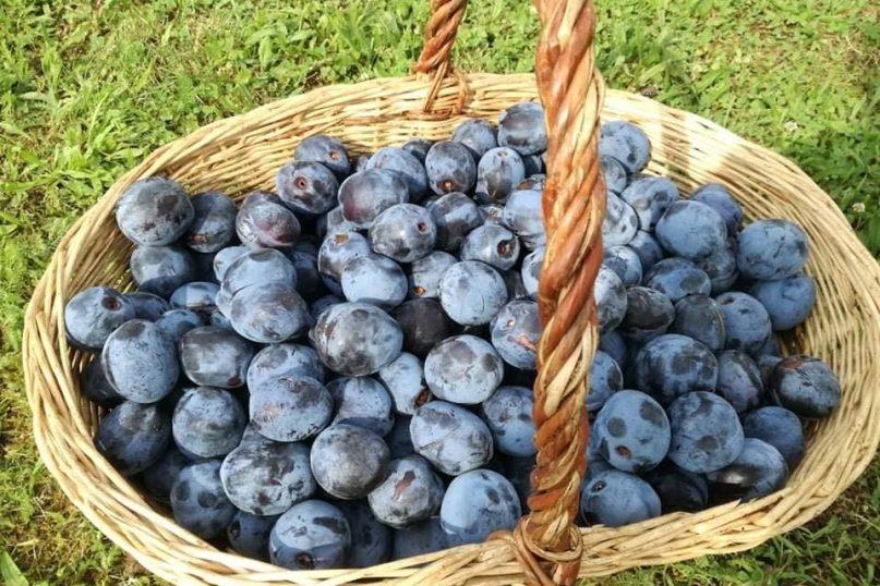 Gardus slyvų padažas žiemai: puikiai dera su mėsos patiekalais!