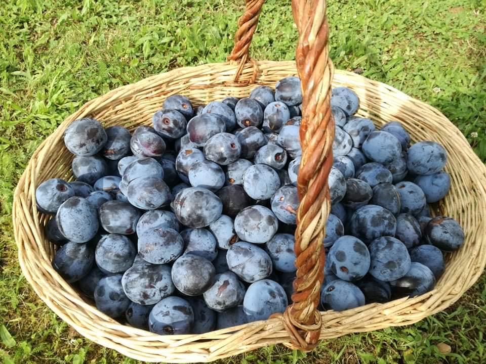 Gardus slyvų padažas žiemai: puikiai dera su mėsos patiekalais!