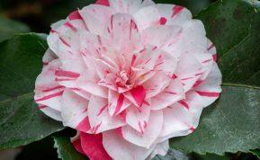 Gėlės, kurios žaliuos bei lepins žiedais net ir žiemą: artaskite 10 augalų šaltajam sezonui. Kamelija japoninė