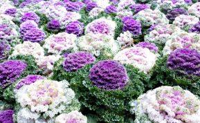 Geležinis augalas kapinėms. Atlaiko šalčius geriau nei chrizantemos. Dekoratyvinis kopūstas