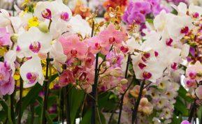 Gėlininkas išdavė paslaptį: orchidėjos turėtų augti keramzite