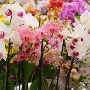 Gėlininkas išdavė paslaptį: orchidėjos turėtų augti keramzite