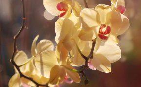Gėlių mylėtojų paslaptis: kaip nemokamai pasidauginti orchidėją namuose