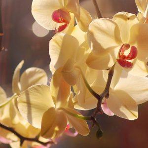 Gėlių mylėtojų paslaptis: kaip nemokamai pasidauginti orchidėją namuose