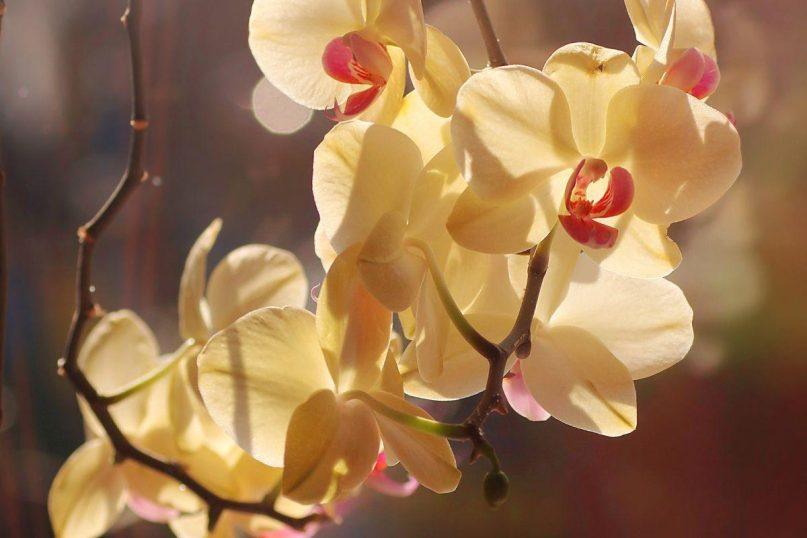 Gėlių mylėtojų paslaptis: kaip nemokamai pasidauginti orchidėją namuose