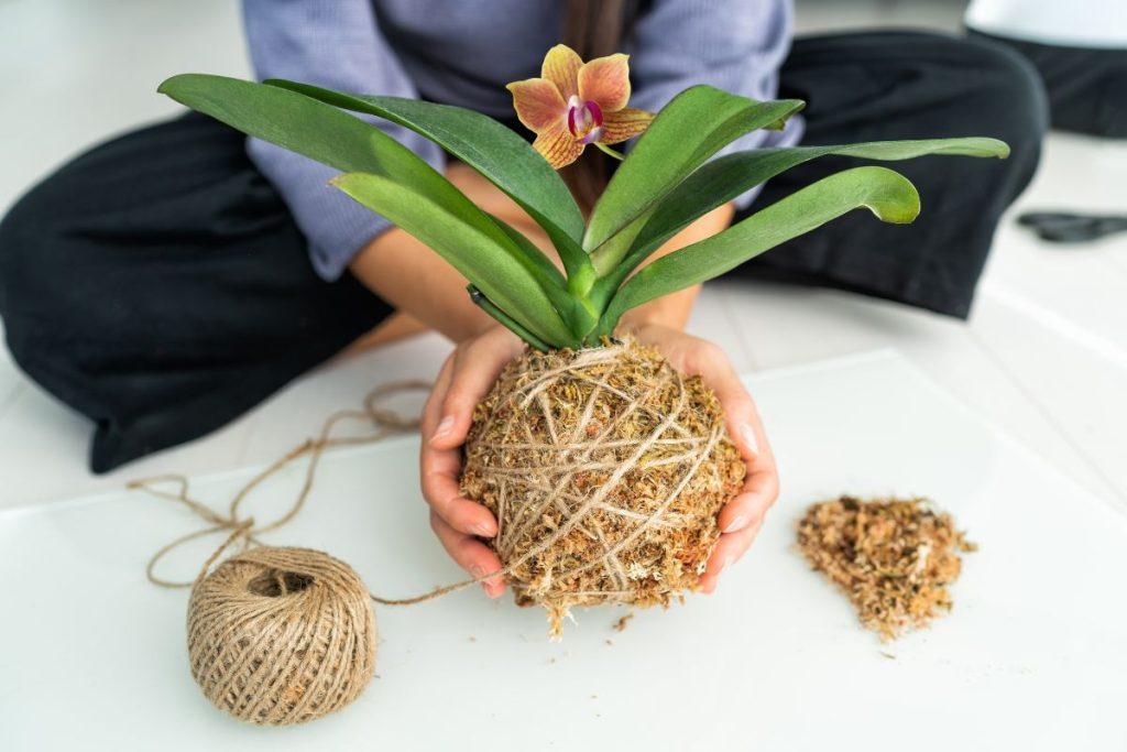 Gėlių mylėtojų paslaptis: kaip nemokamai pasidauginti orchidėją namuose. Kaip išauginti orchidėją iš lapo?