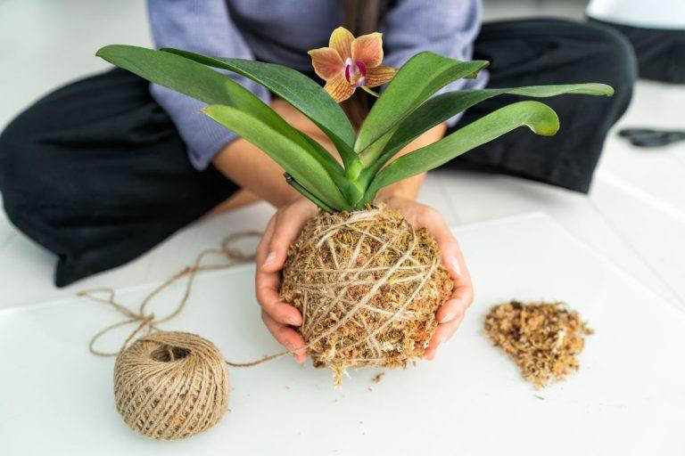Gėlių mylėtojų paslaptis: kaip nemokamai pasidauginti orchidėją namuose. Kaip išauginti orchidėją iš lapo?