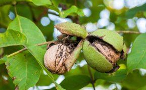 Graikinių riešutų medis. Kaip jį daiginti ir sodinti namuose?