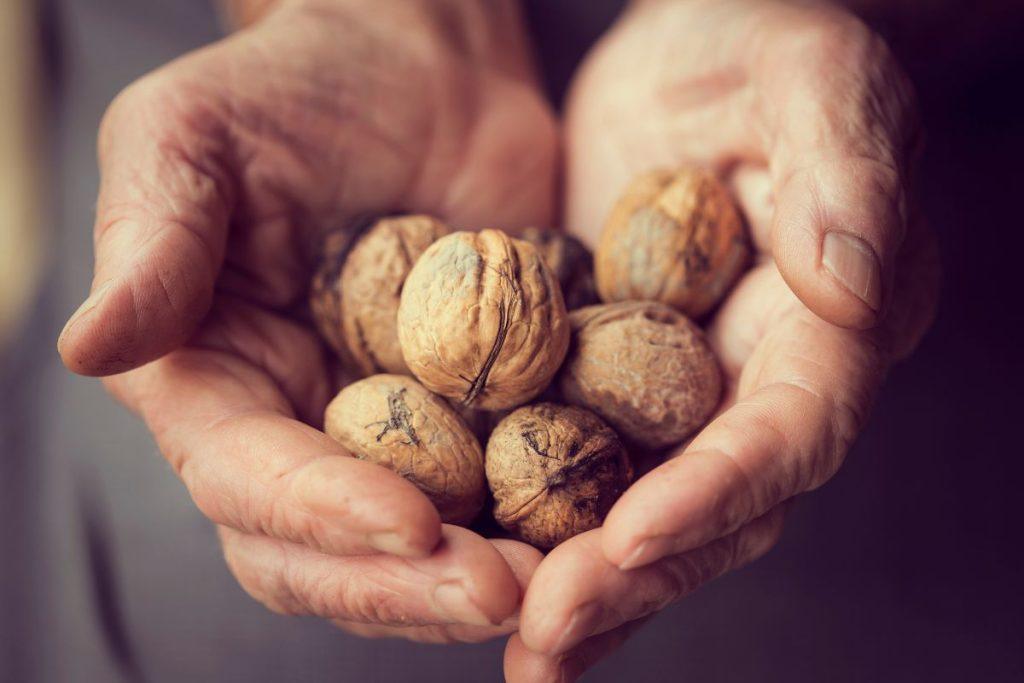 Graikinių riešutų medis. Kaip jį daiginti ir sodinti namuose? Riešutmedžio stratifikacija