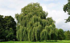 Greitai augantys medžiai – tobula išeitis nekantriems sodininkams.