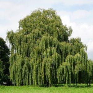 Greitai augantys medžiai – tobula išeitis nekantriems sodininkams.