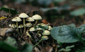 Grybai kieme: ar tai pavojus, ar derlingos dirvos ženklas?