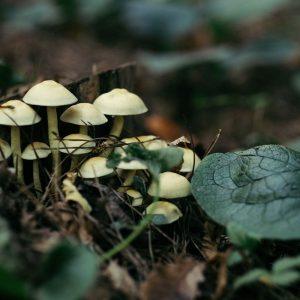 Grybai kieme: ar tai pavojus, ar derlingos dirvos ženklas?