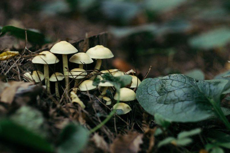 Grybai kieme: ar tai pavojus, ar derlingos dirvos ženklas?