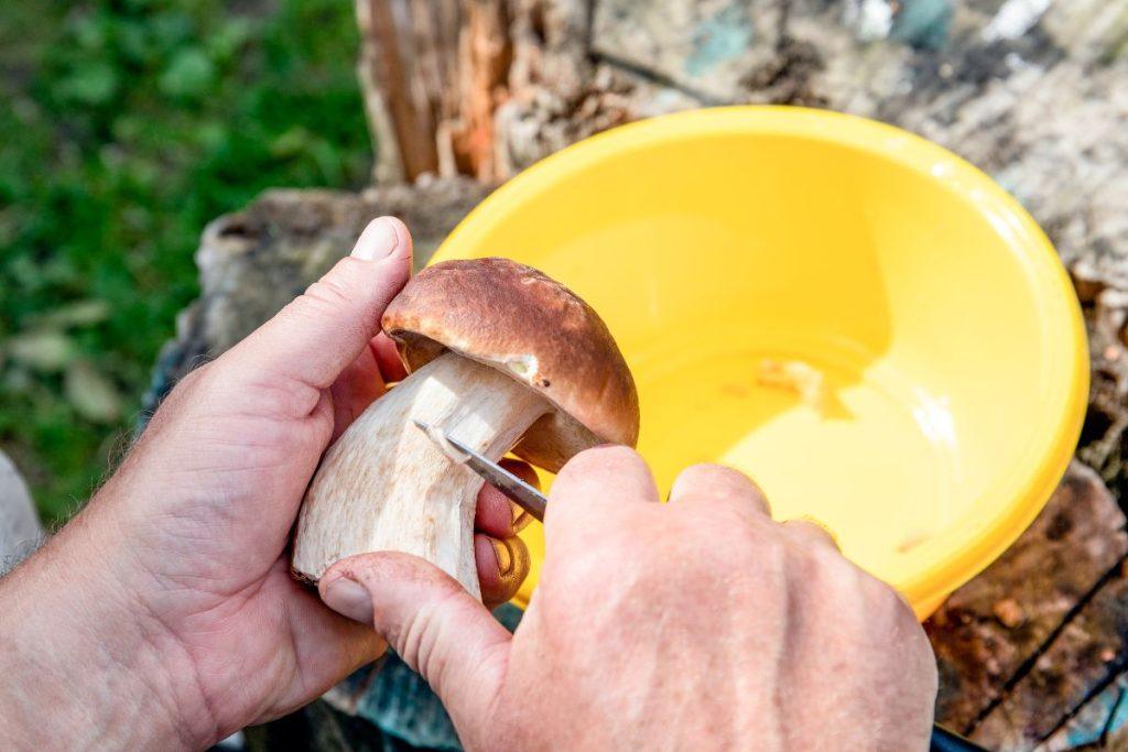 Grybų ruošimas