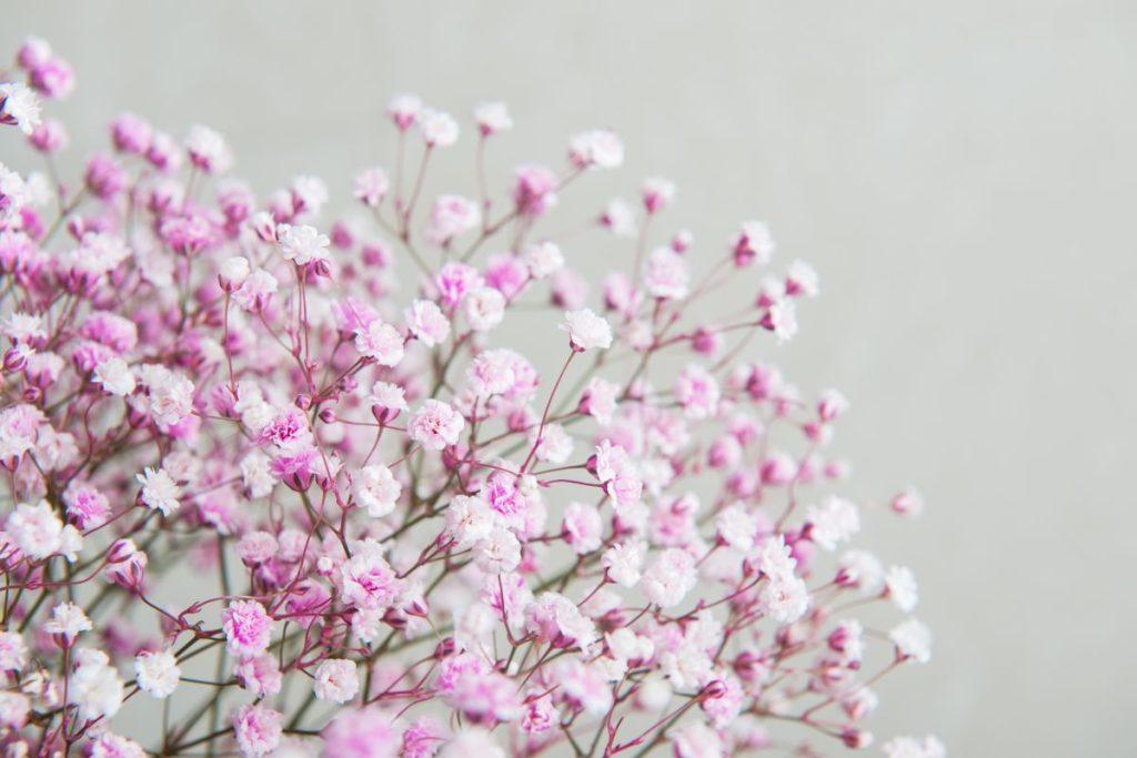 Guboja - gėlė, galinti augti ten, kur kiti augalai pasiduoda. Naudingi patarimai kaip užsiauginti savarankiškai. Kur ir kaip auginti guboją