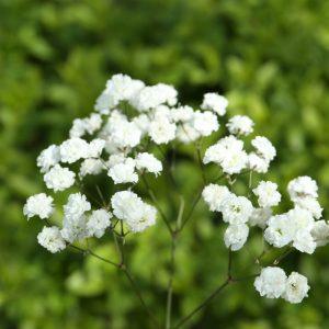 Guboja - gėlė, galinti augti ten, kur kiti augalai pasiduoda Naudingi patarimai kaip užsiauginti savarankiškai