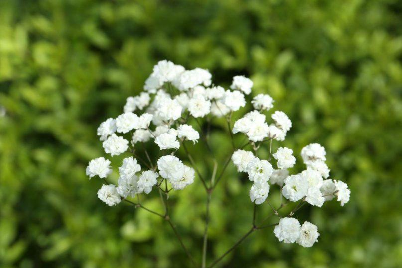 Guboja - gėlė, galinti augti ten, kur kiti augalai pasiduoda Naudingi patarimai kaip užsiauginti savarankiškai