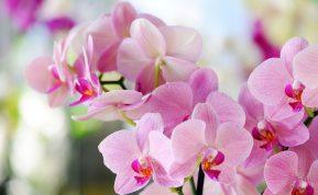 Įlašinu kelis lašus į vandenį. Orchidėja žydi gražiai