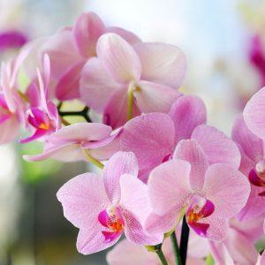Įlašinu kelis lašus į vandenį. Orchidėja žydi gražiai