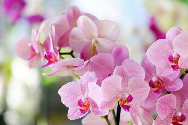Įlašinu kelis lašus į vandenį. Orchidėja žydi gražiai