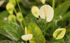 Jei norite, kad vėzdūnė žydėtų, štai, ką turėtumėte padaryti