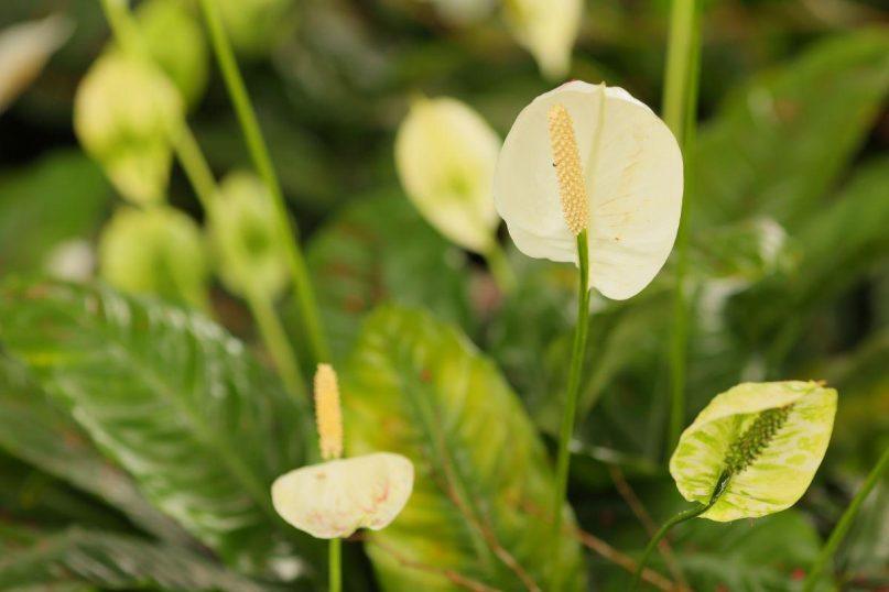 Jei norite, kad vėzdūnė žydėtų, štai, ką turėtumėte padaryti