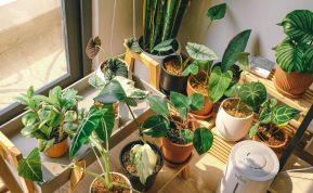 Ką daryti, kad kambariniai augalai augtų nepaprastu greičiu?