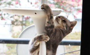 Ką reiškia, kai katė laksto po namus lyg pasiutus?