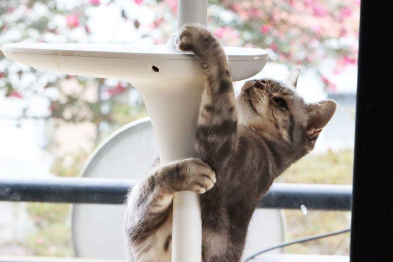 Ką reiškia, kai katė laksto po namus lyg pasiutus?