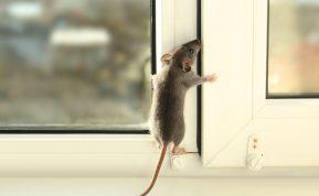 Pavojingas graužikų platinamas virusas Ukrainoje: kaip apsisaugoti nuo hantaviruso?