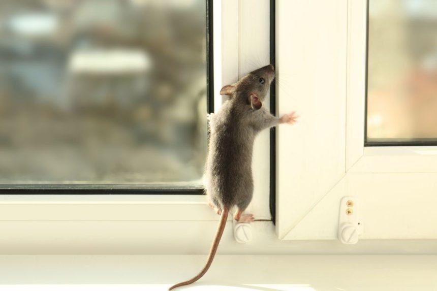 Pavojingas graužikų platinamas virusas Ukrainoje: kaip apsisaugoti nuo hantaviruso?