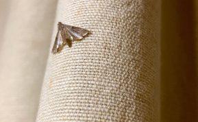 Kaip atbaidyti kandis? Keletas paprastų patarimų