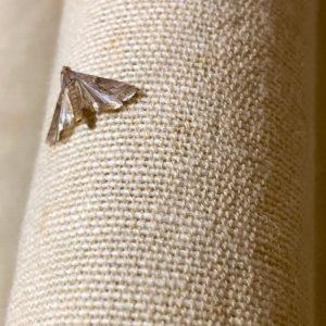 Kaip atbaidyti kandis? Keletas paprastų patarimų