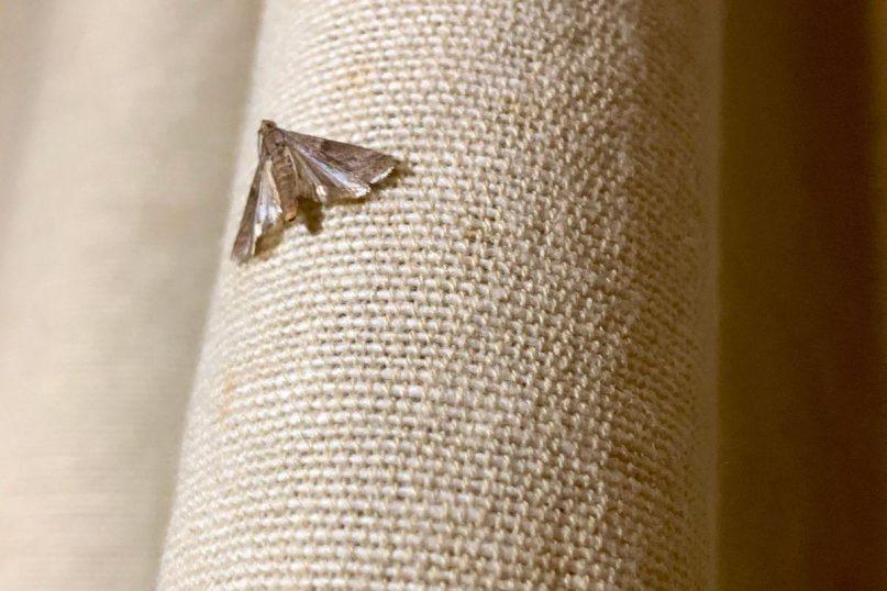 Kaip atbaidyti kandis? Keletas paprastų patarimų