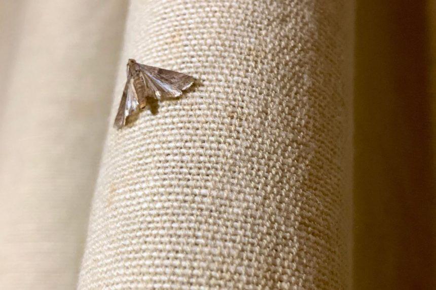 Kaip atbaidyti kandis? Keletas paprastų patarimų