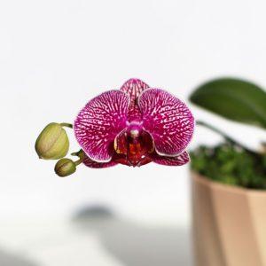 Kaip atgaivinti orchidėją?