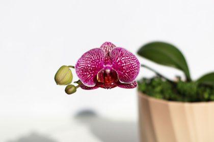 Kaip atgaivinti orchidėją?