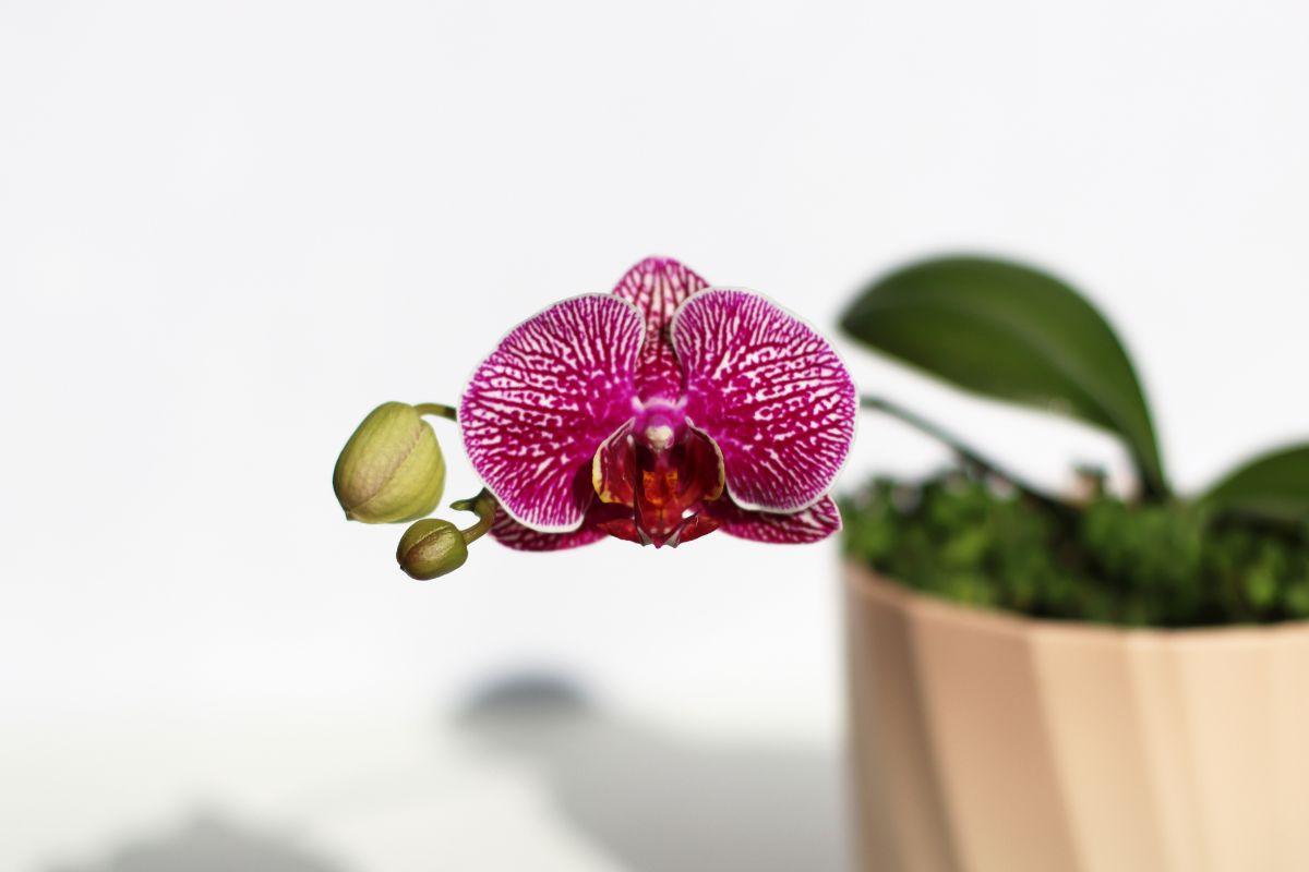 Kaip atgaivinti orchidėją?