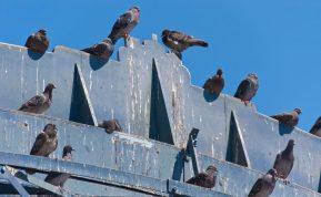 Kaip atsikratyti balandžių išmatų saugiai ir visam laikui