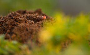 Kaip atsikratyti kurmių sode: patikrinti būdai be žalos gamtai