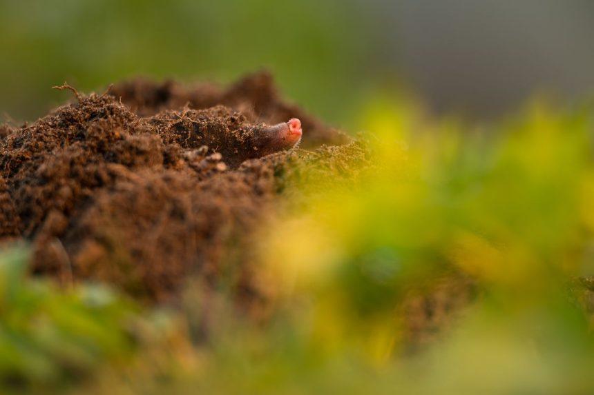 Kaip atsikratyti kurmių sode: patikrinti būdai be žalos gamtai