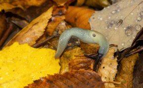 Kaip atsikratyti šliužų sode rudenį: veiksmingi ir natūralūs būdai be chemikalų