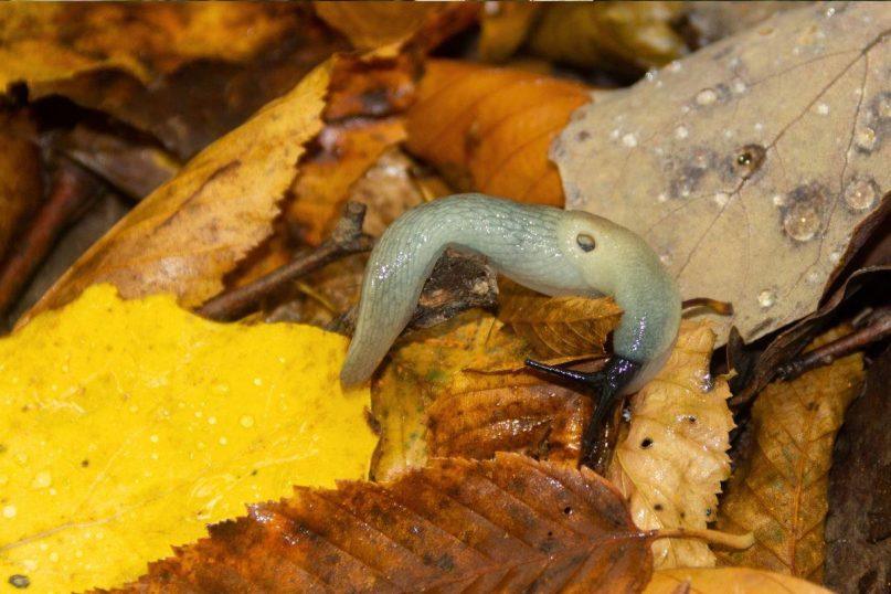Kaip atsikratyti šliužų sode rudenį: veiksmingi ir natūralūs būdai be chemikalų