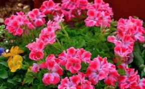 Kaip teisingai genėti pelargoniją: kada ir kaip kirpti, kad augtų tankiai ir gausiai žydėtų
