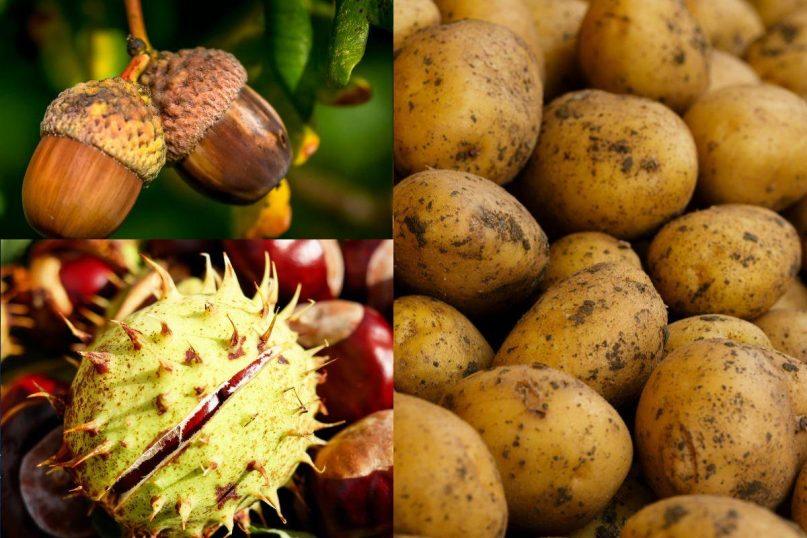 Kaip išsaugoti bulves iki pavasario: paprastas triukas su kaštonais ir gilėmis