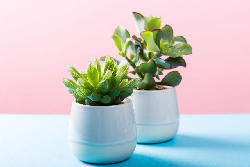 Kaip kambariniai augalai yra susiję su astrologija?