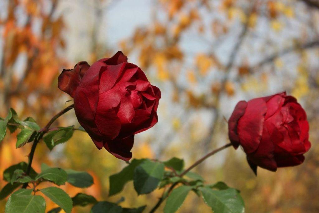 Kaip negalima genėti rožių rudenį