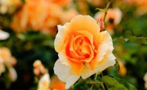 Kaip negenėti rožių rudenį: klaidos, kurios sustabdys žydėjimą