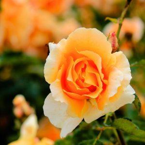 Kaip negenėti rožių rudenį: klaidos, kurios sustabdys žydėjimą